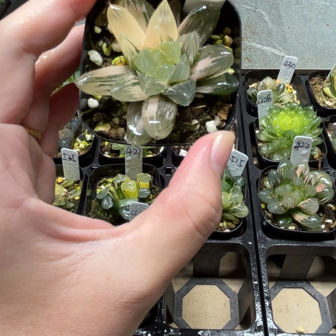 418特大蓝镜玉露锦一物一拍