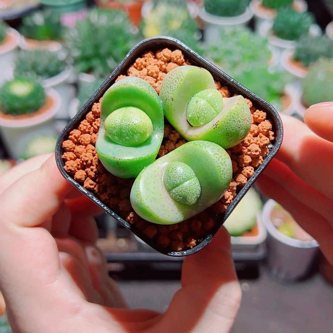 3颗小元宝多肉多肉多肉