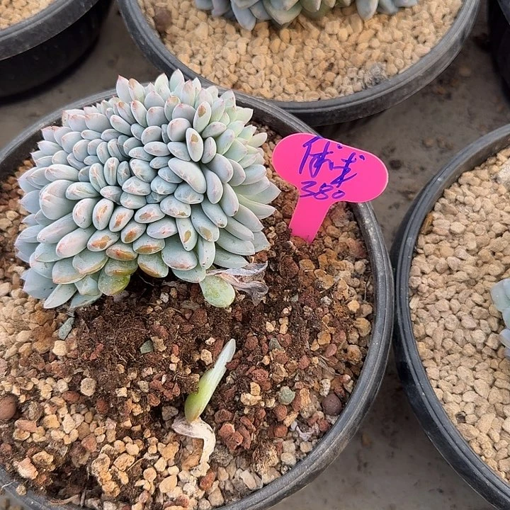 无花朵俅*球一物一拍星影缀化