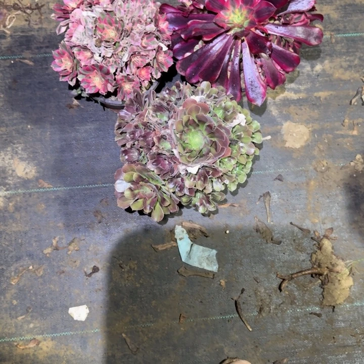 一单包邮不包侧枝44