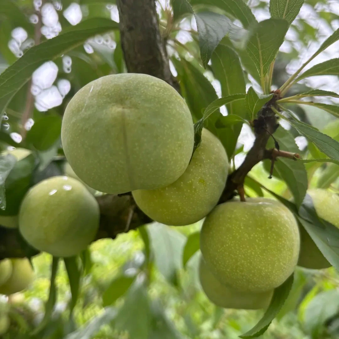 【顺丰包邮】山盆脆李贵州脱骨李子每箱84颗4斤以上