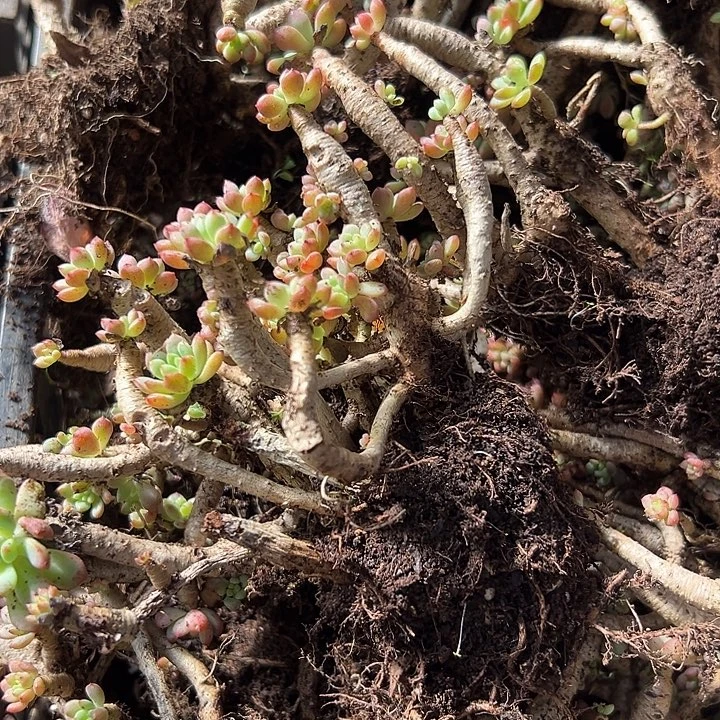 丸叶蓝苹果5盆。