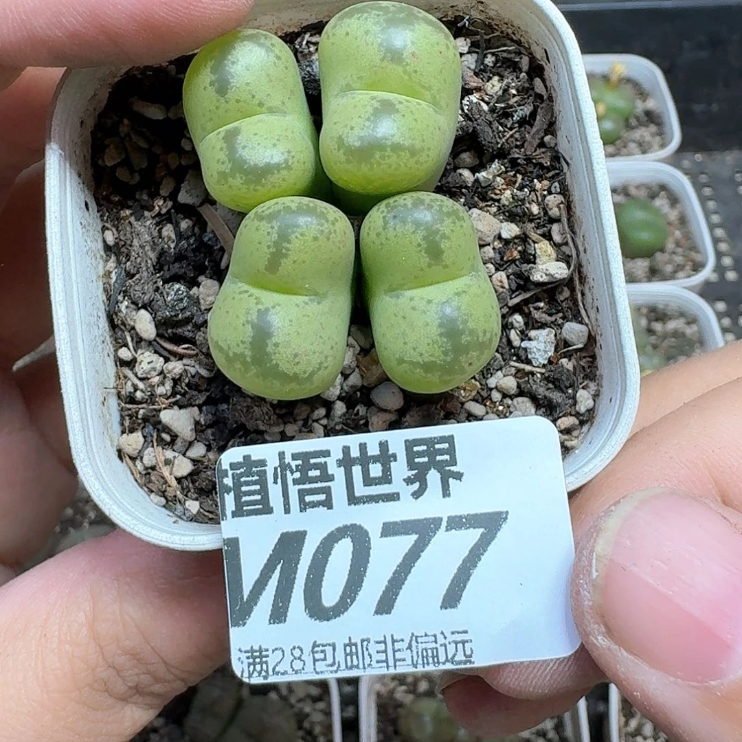 多肉植物的润泽地法