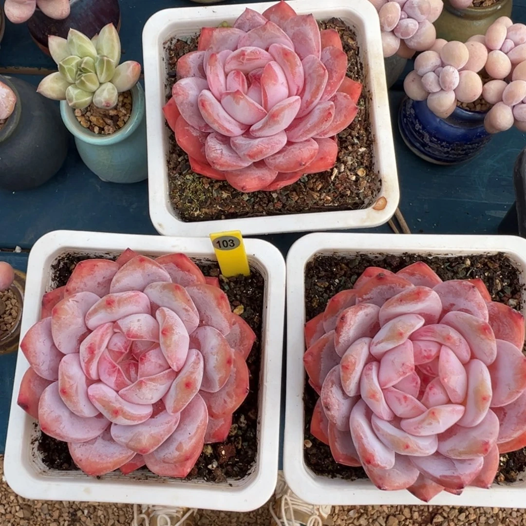 103号橙子组合3颗脱土发货