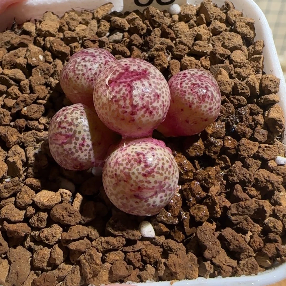 肉锥多肉植物组合-金橘403