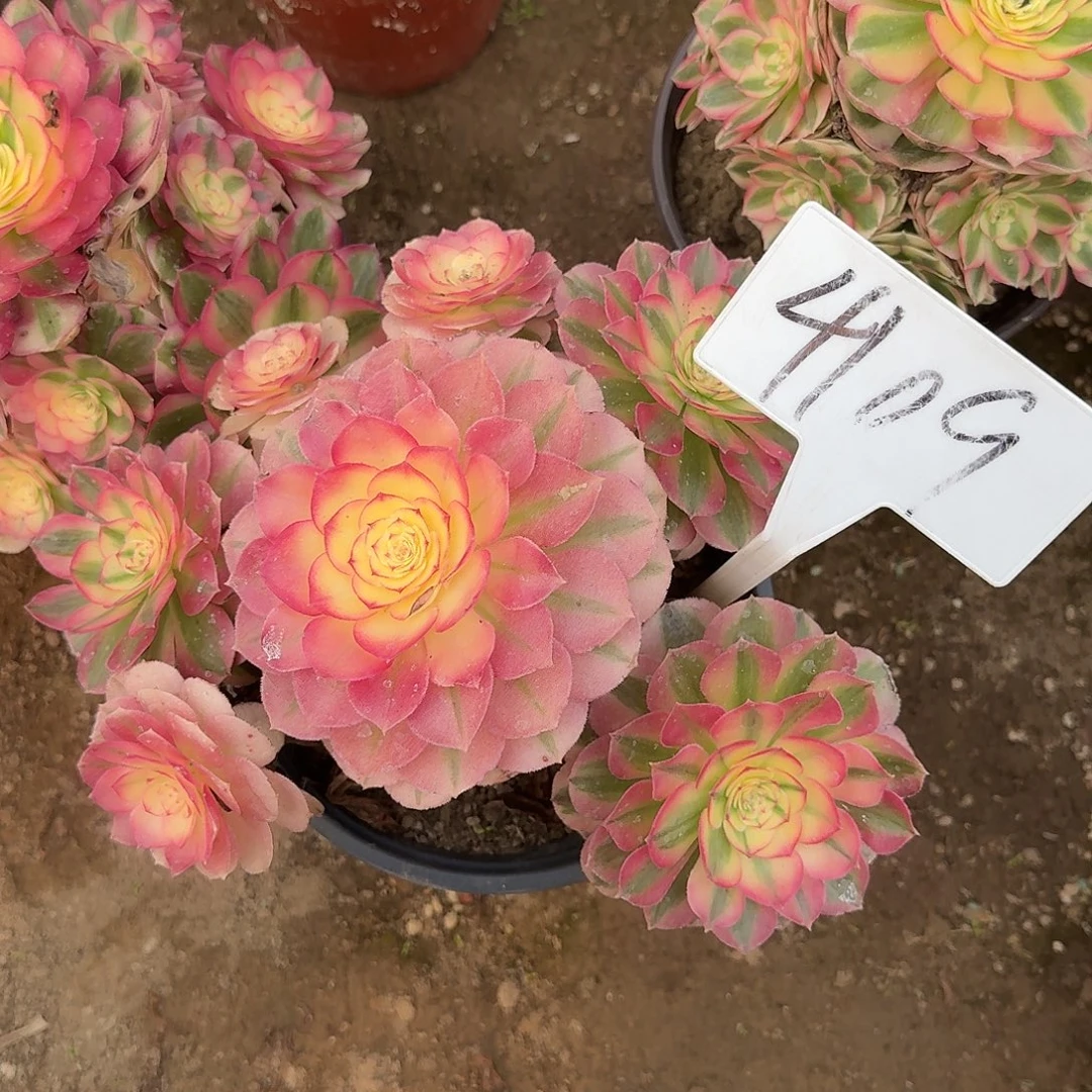 4109倾城多肉法师多肉