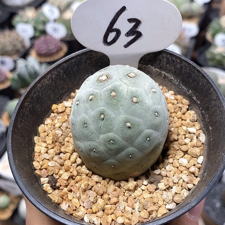 63号习志野4.2cm