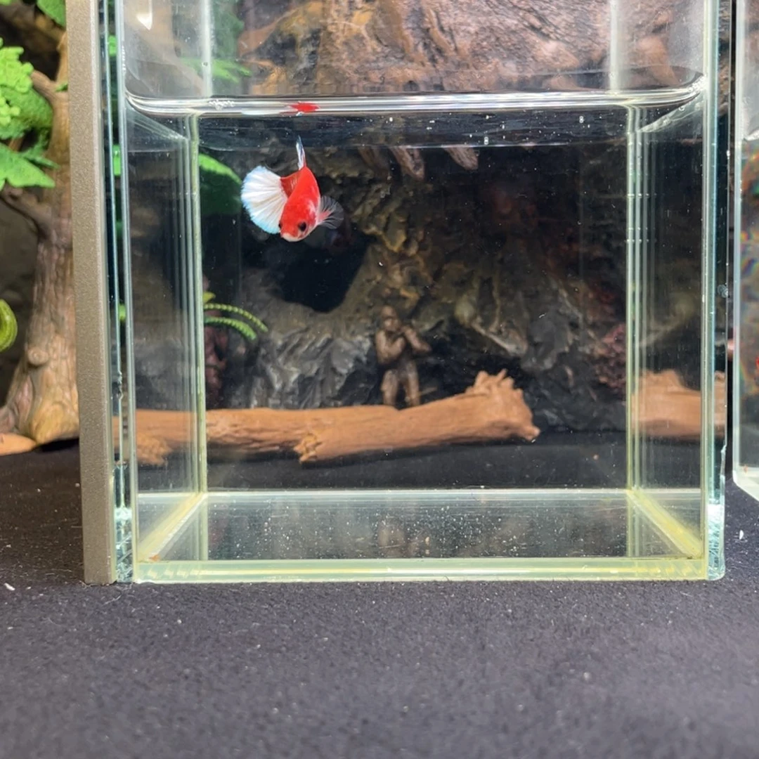斗鱼十一月十九日竞价