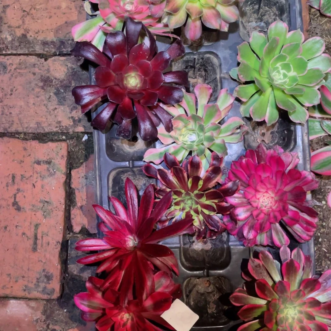 多肉植物组合10颗078