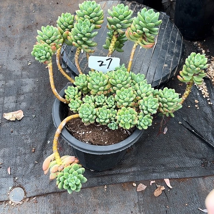 煎***包多肉植物，香格里拉27号