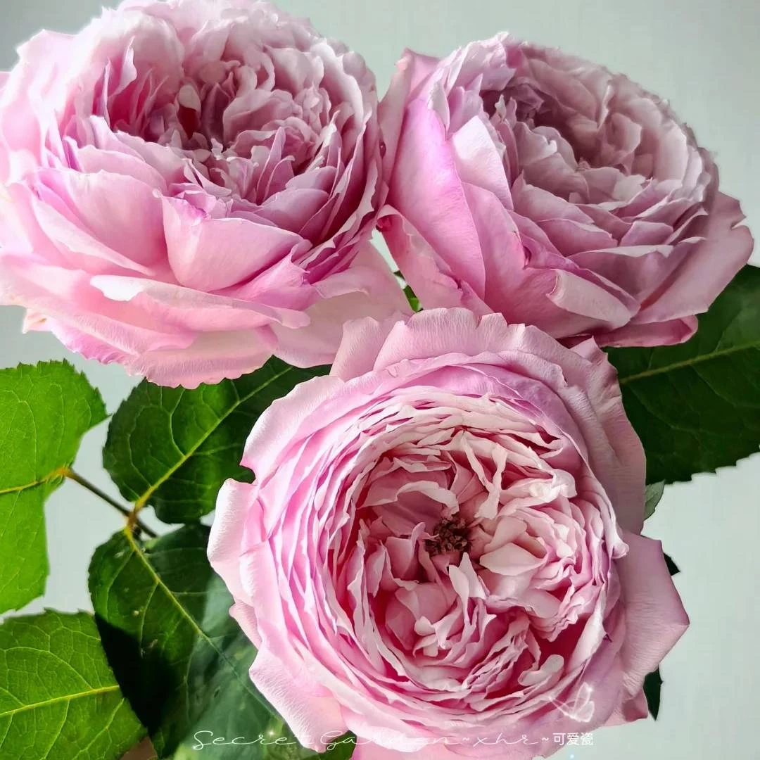 门店单头变异可爱瓷玫瑰鲜切花云南基地直发顺丰发货