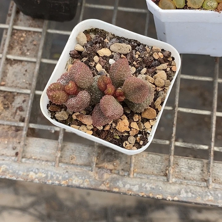 漂开播时间为每周五