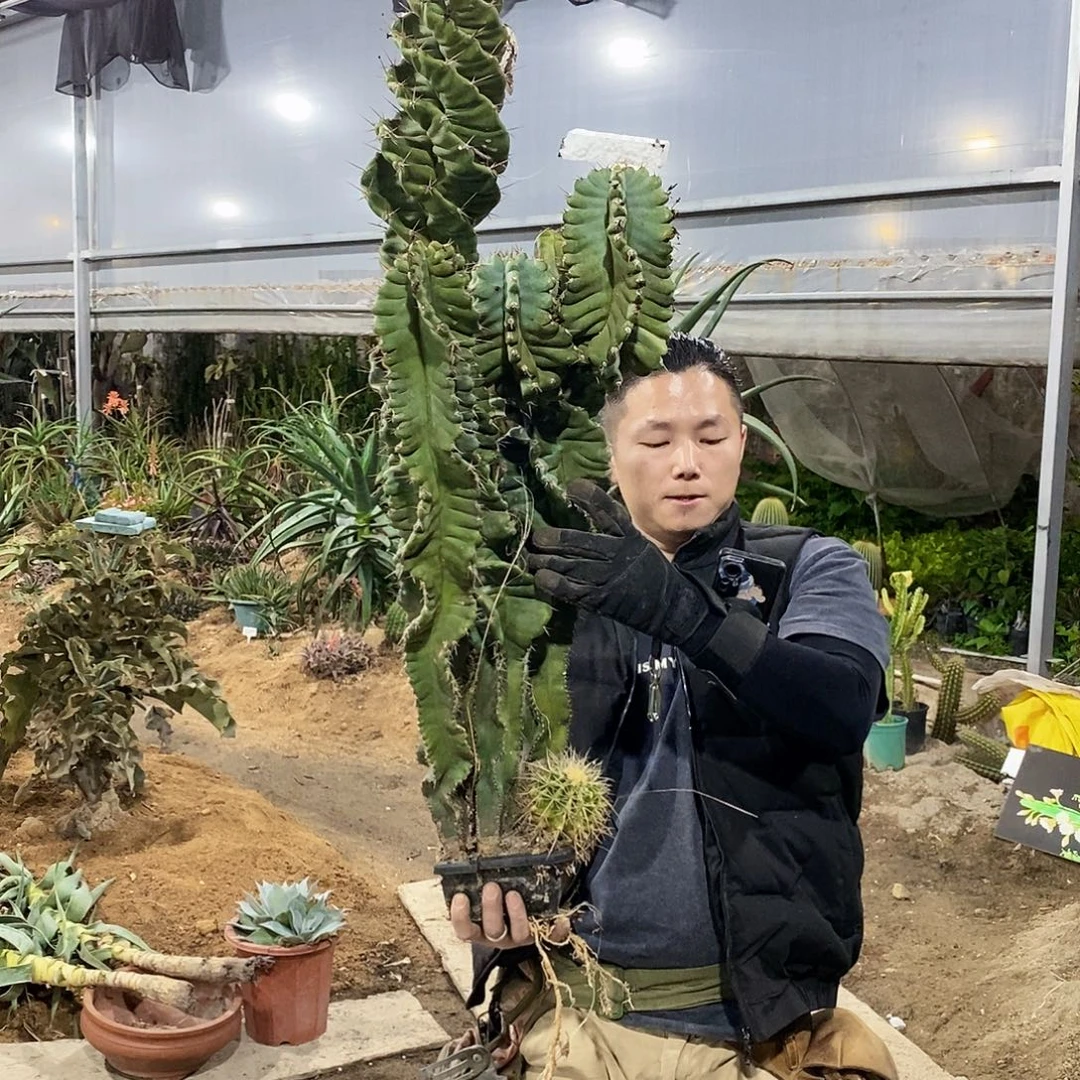 67号拍品。