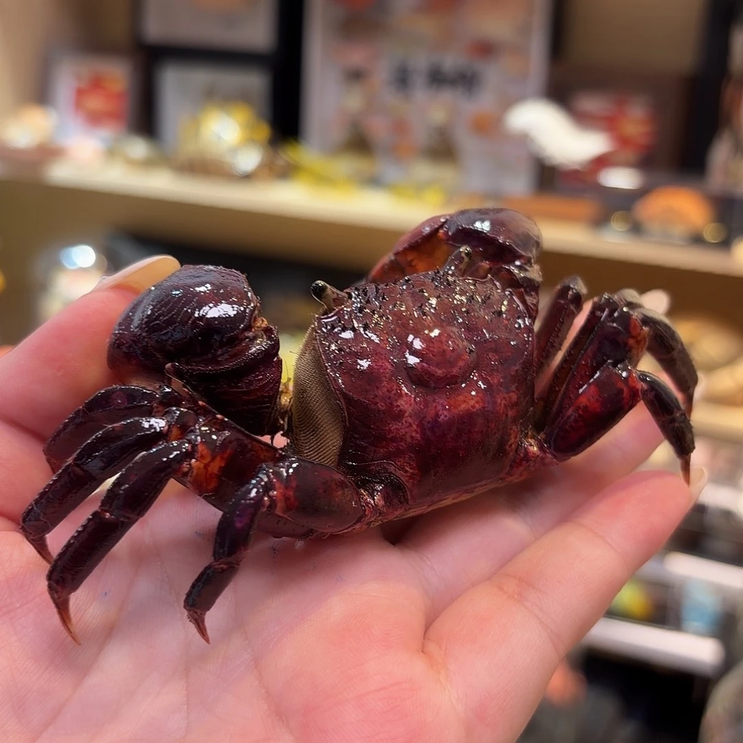 真实黑将军螃蟹标本