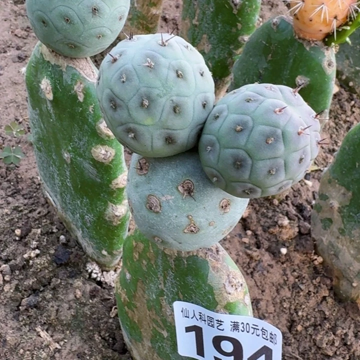 无花朵194白皮洞洞习仙人球