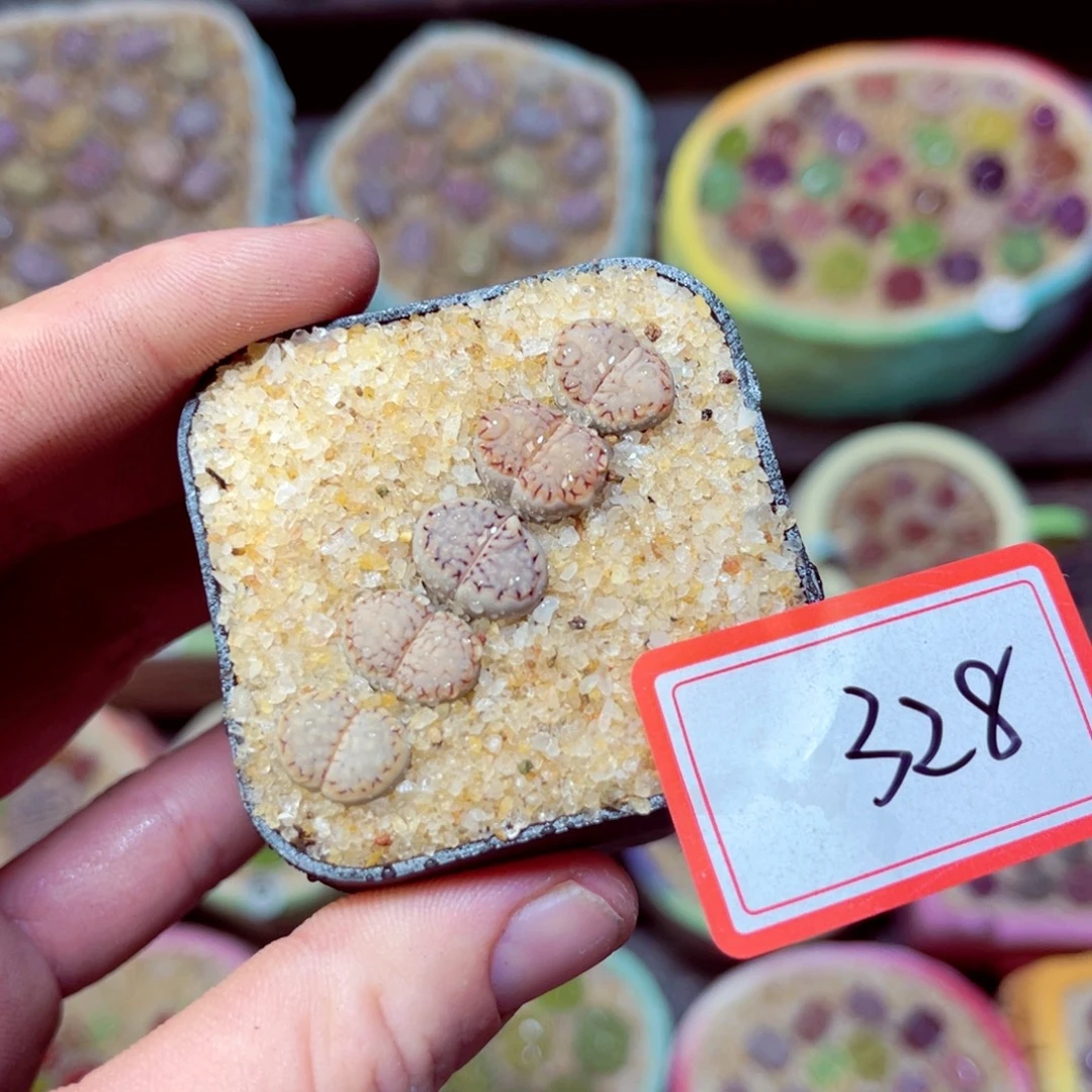 328生石花带盆发1