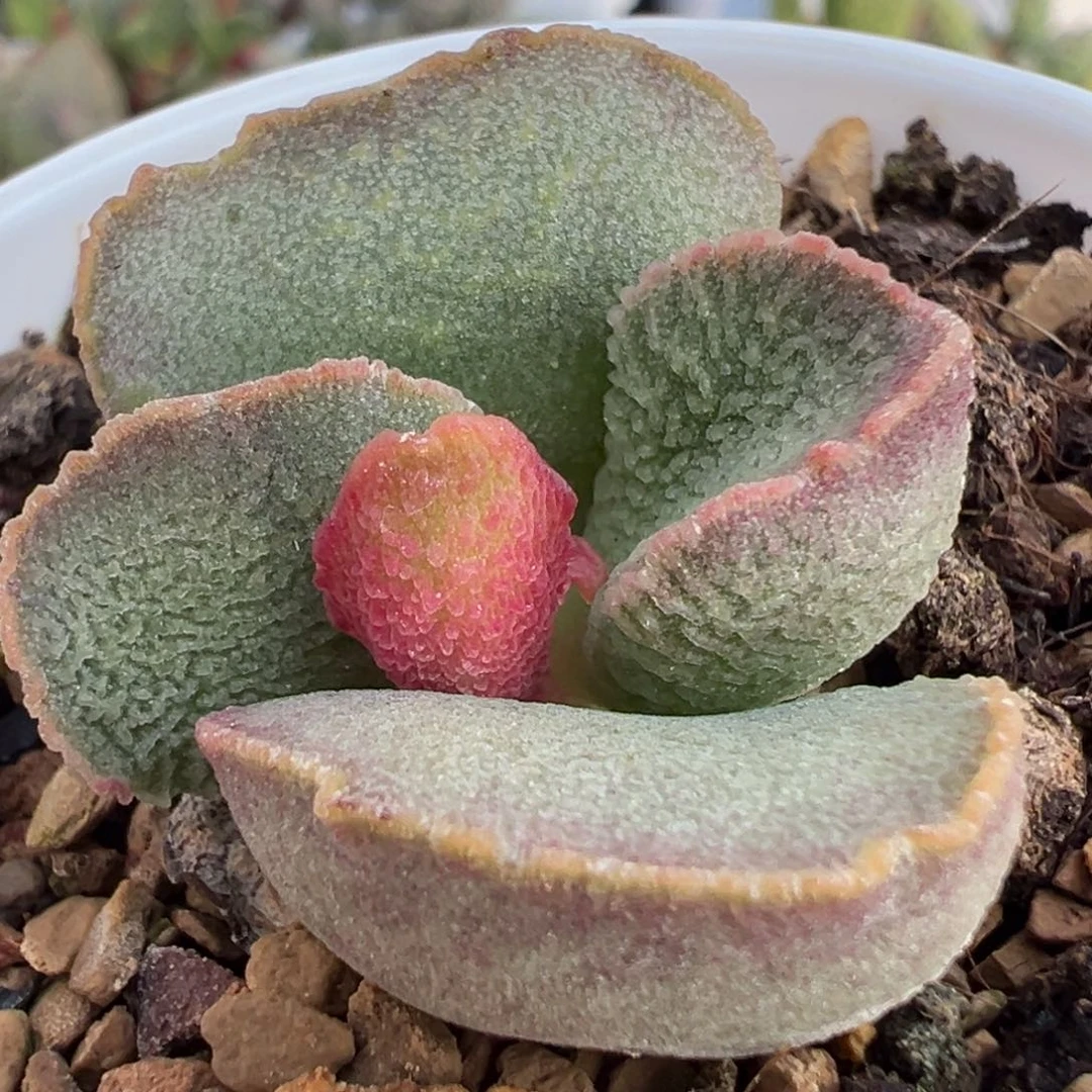 实生新品多肉植物水泡多肉植物