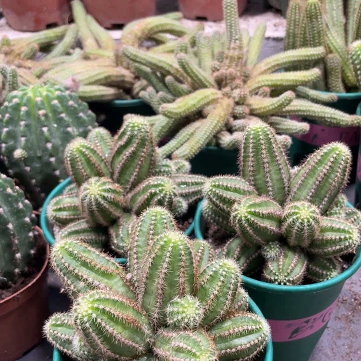 群生多头进口白檀妮丽莎