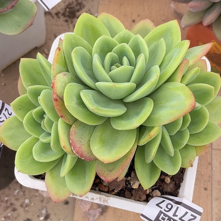 柠檬茶27167多肉植物