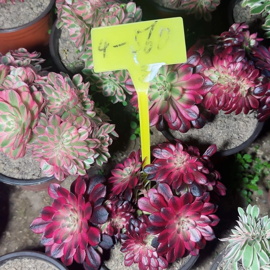 4-560---多头多肉植物