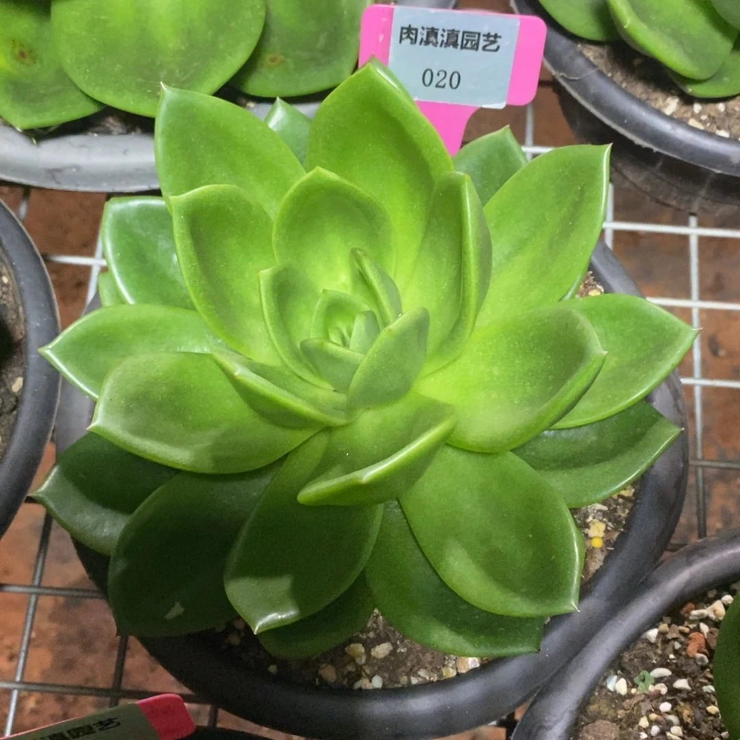 x020-多肉植物 翠花