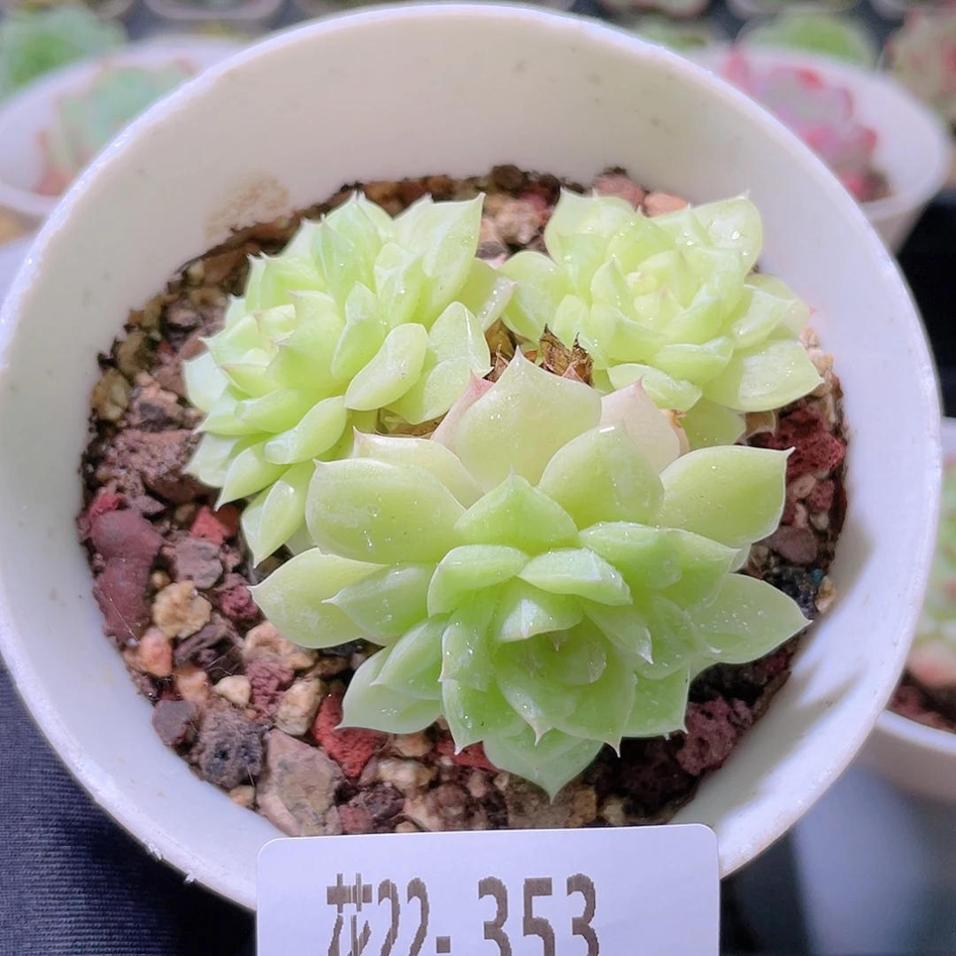花利美22-353白天鹅