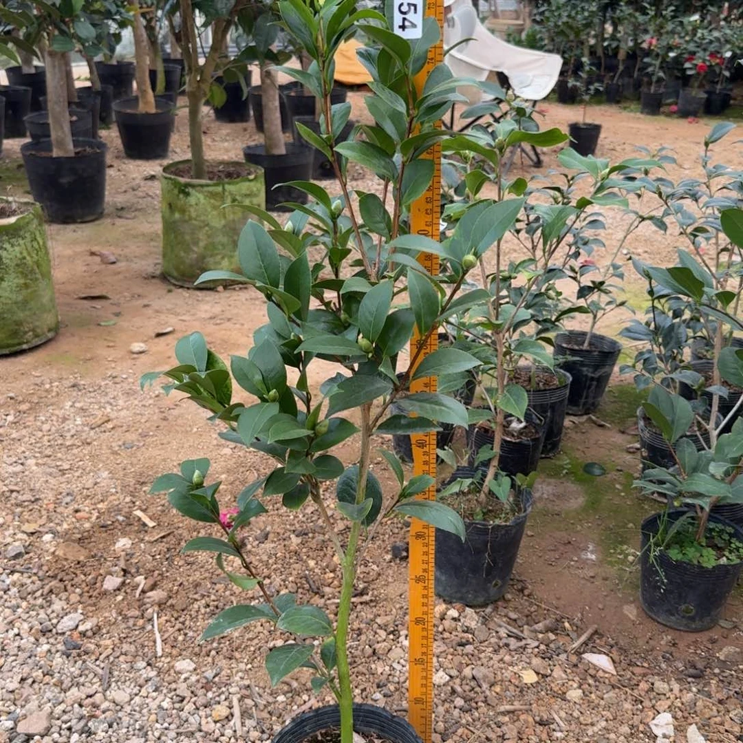 少量花朵（建议范围：2朵-5朵 或40%以下）454格蕾丝