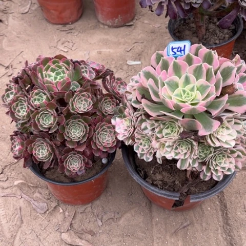 541多肉植物组合，