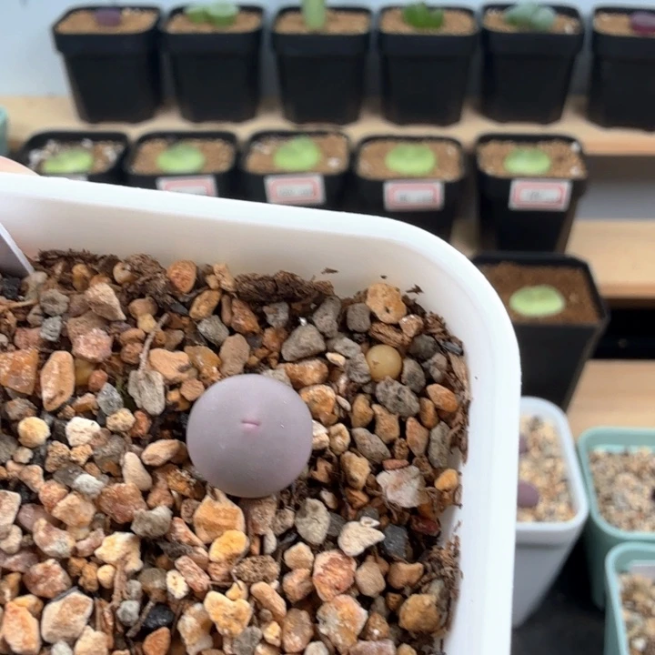 一****专拍 v嘴433一颗 脱土发