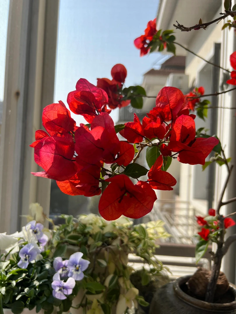 【中国红三角梅】原生正版袋苗 四季开花 勤花好养 四季红