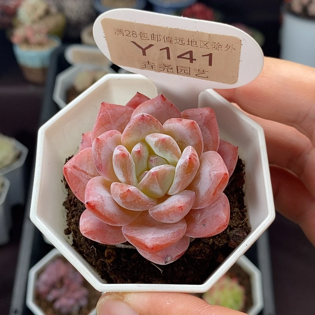 0141 梦之蓝 5cm