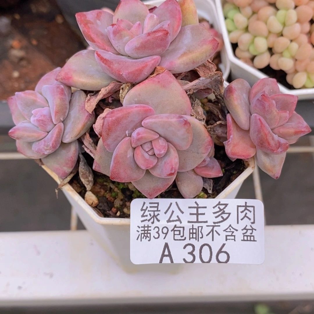 彩虹糖6cm306多肉植物