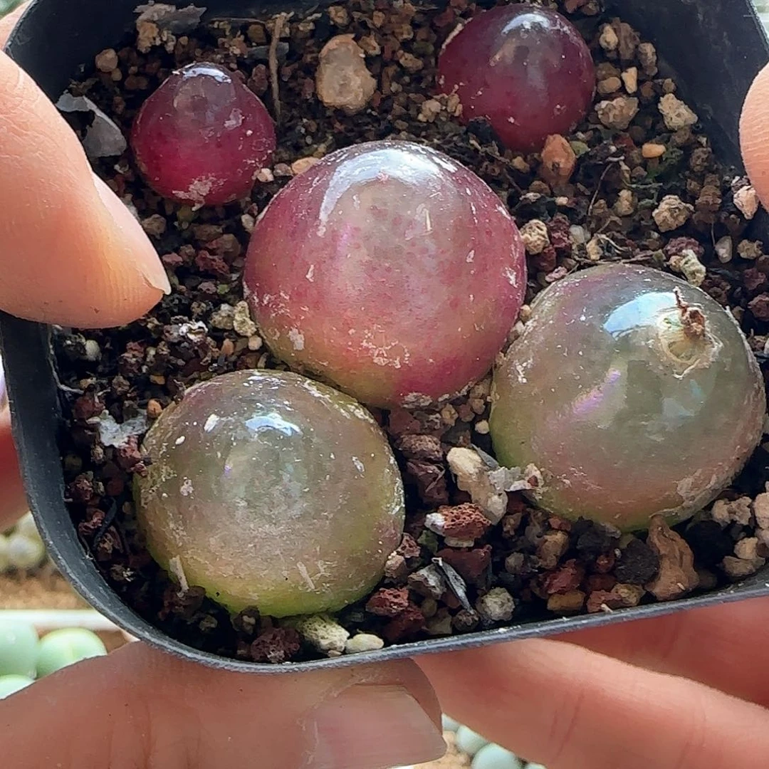 鼹****铲28包邮脱土发货25524