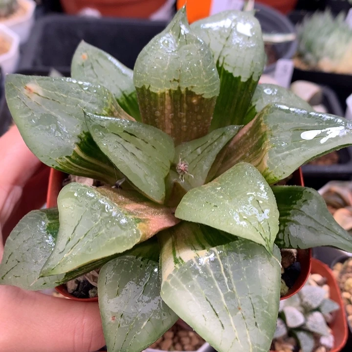 阿寒湖寿锦，带盆发货