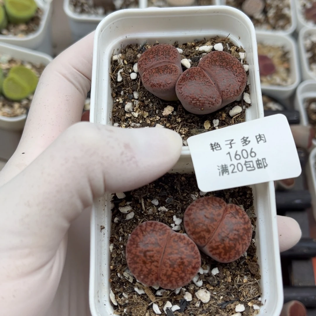 1606号两颗酒红一起