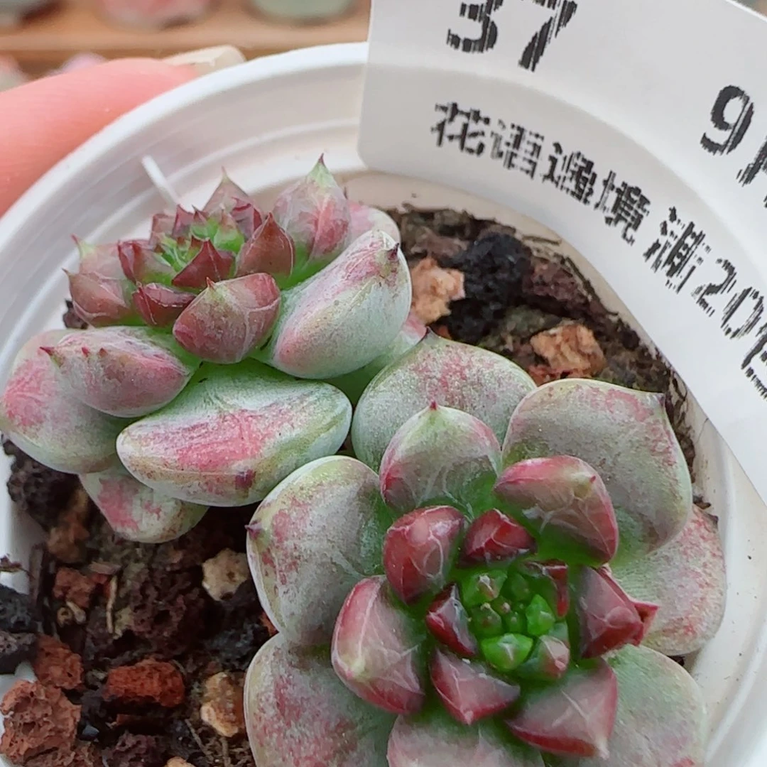花语逸镜0926-37糖心