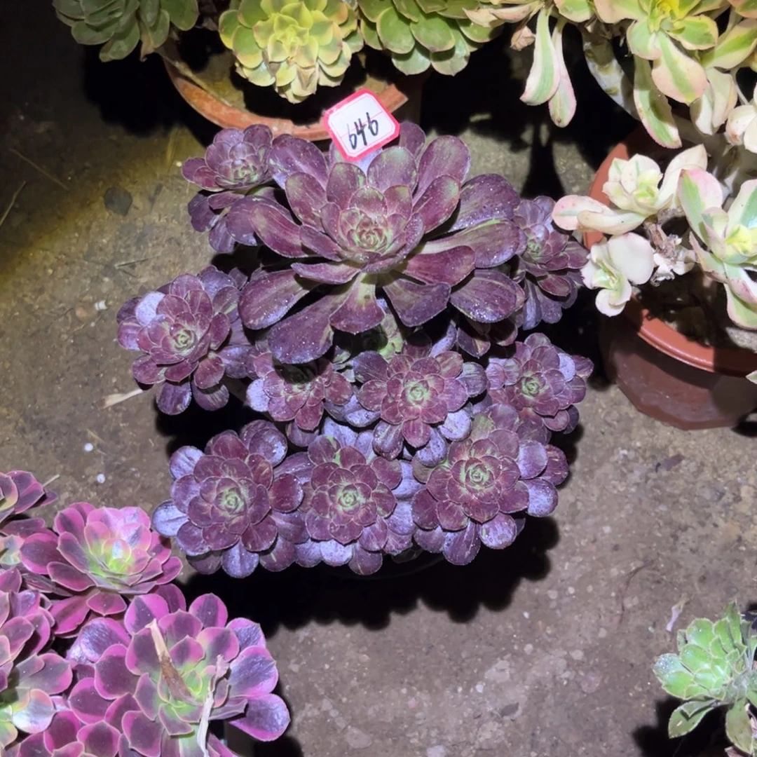 安***素646多肉植物花无缺