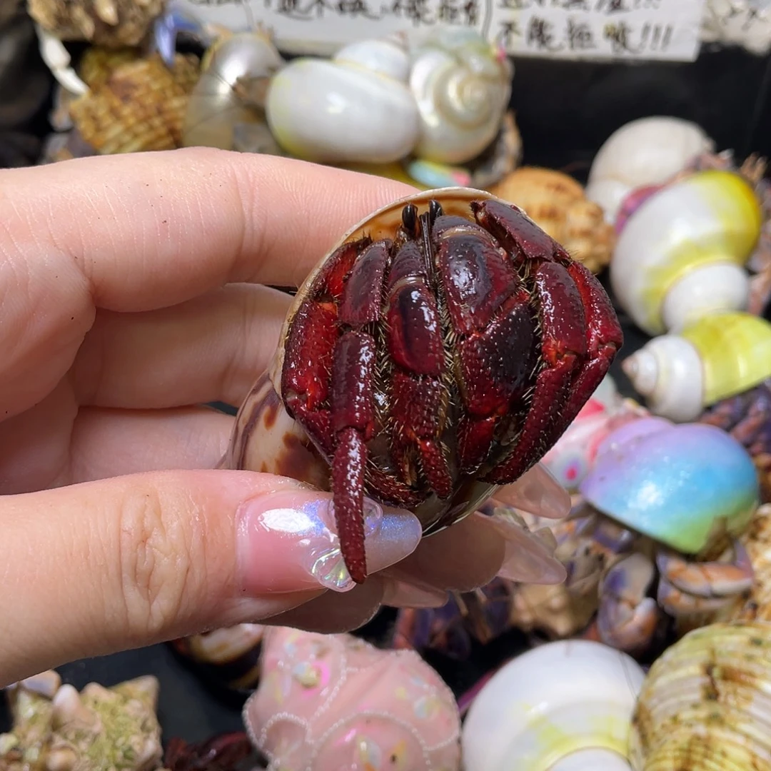 6号，3.0口西非寄居蟹