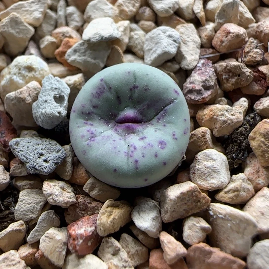 7-13-4-2当天满38包邮清货中嘴脱土