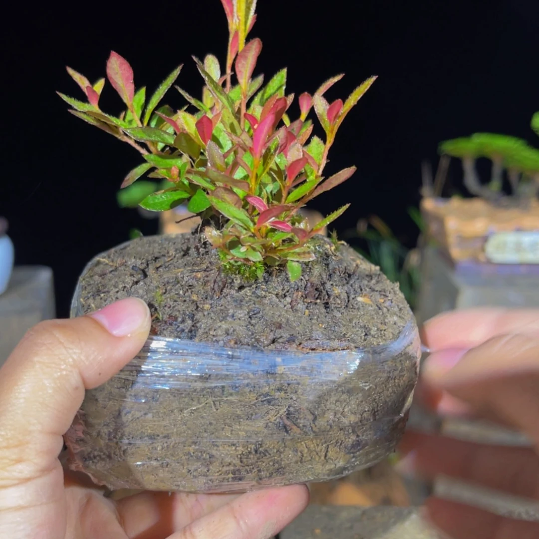 【闪购商品】完全开放