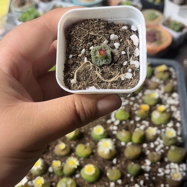 多肉植物一物一拍5