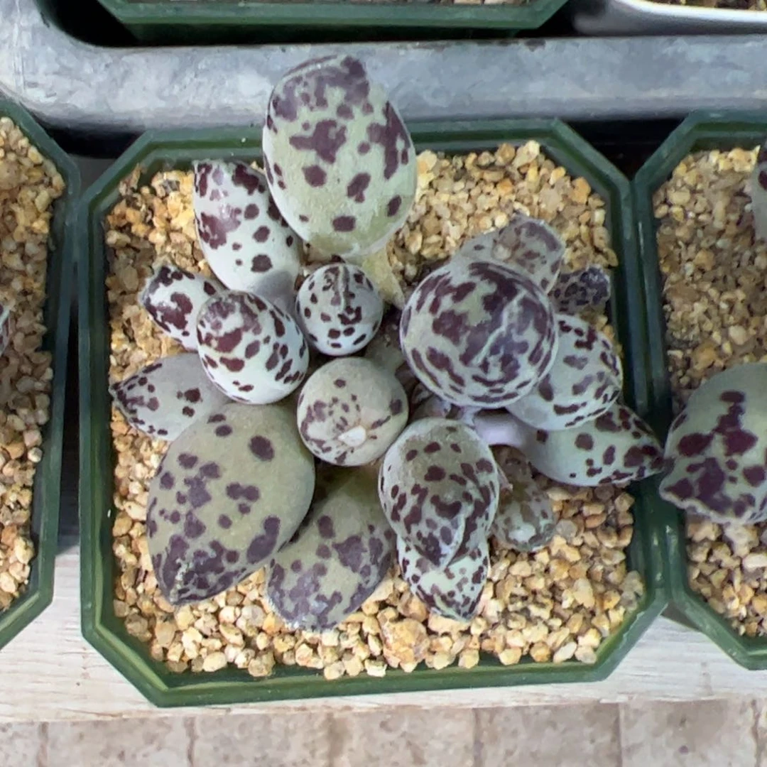 多肉植物多肉植物