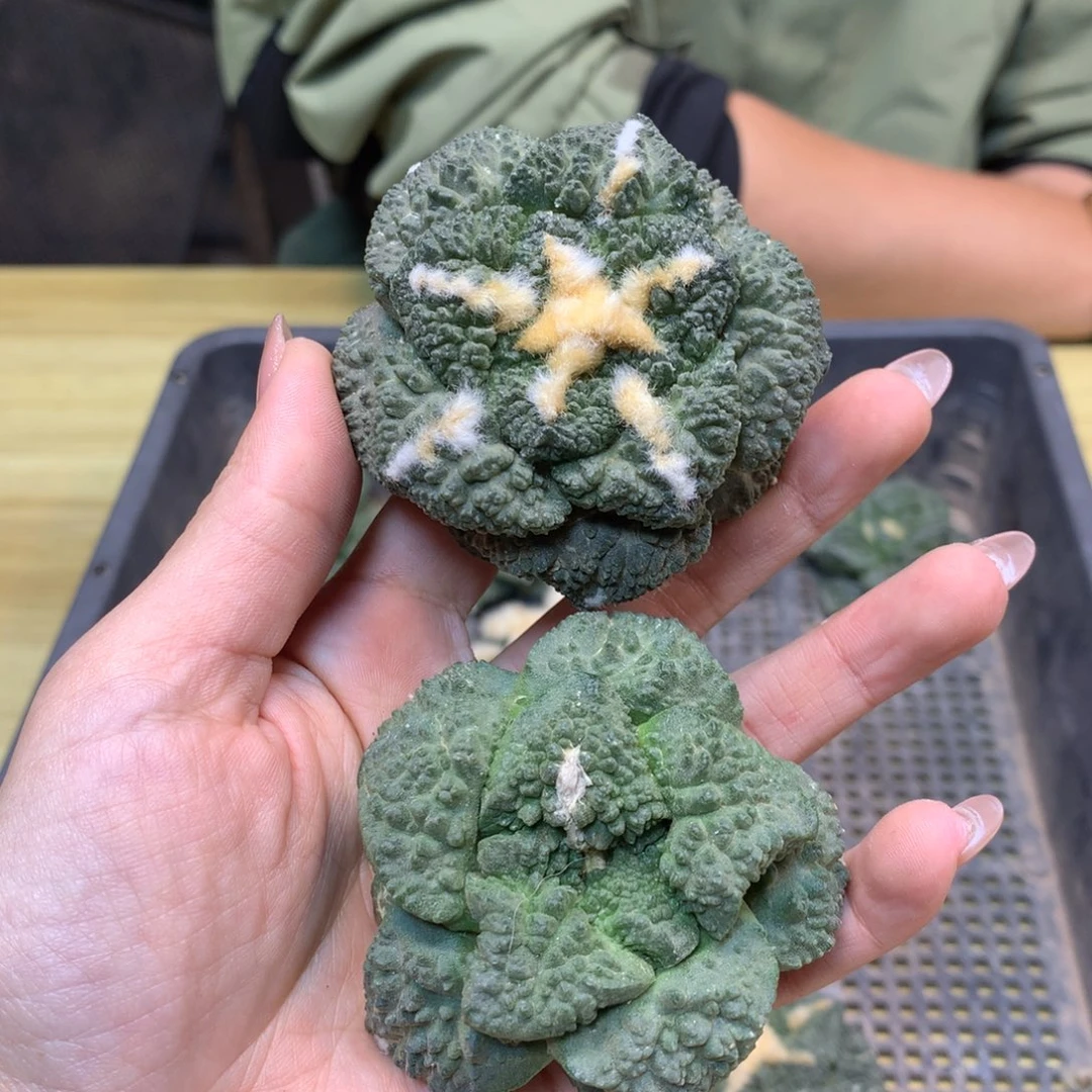 苗接 龟甲哥斯拉岩牡丹6公分起发 无根