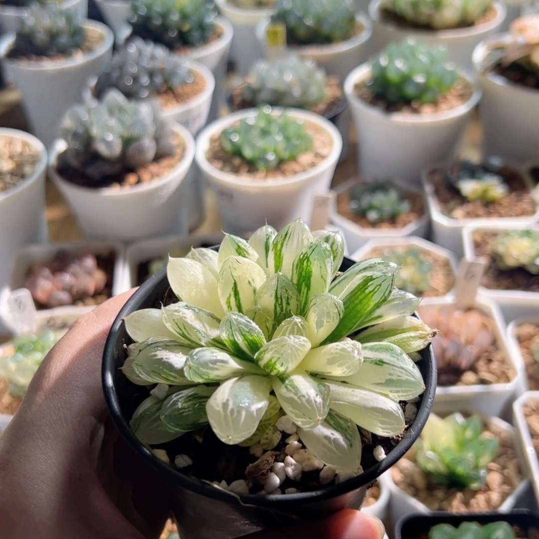 苏锦多肉植物一颗