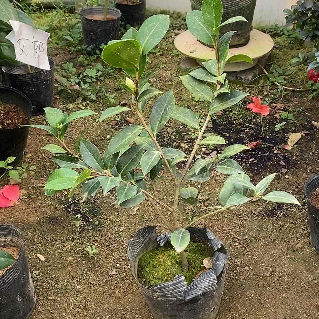 完全开放桃花公主茶花