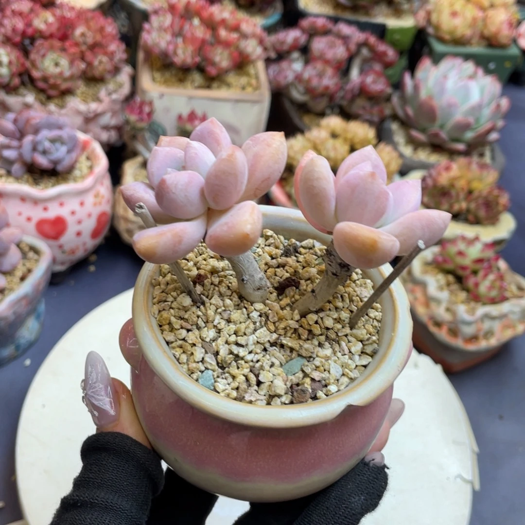 丸叶奥普琳娜带盆