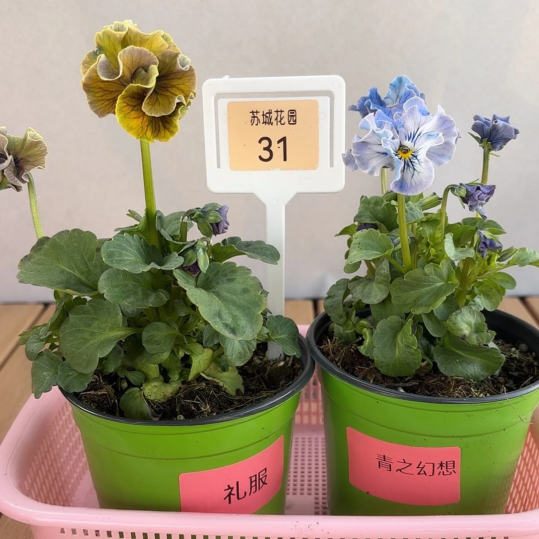 大部分开放少量花苞31