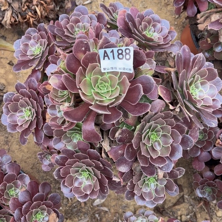 荷兰玫瑰多肉植物188.