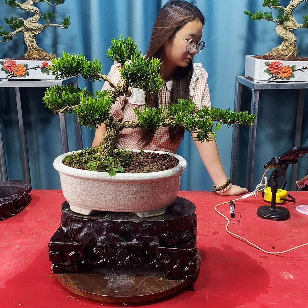 当前无花朵，栽培后可花朵