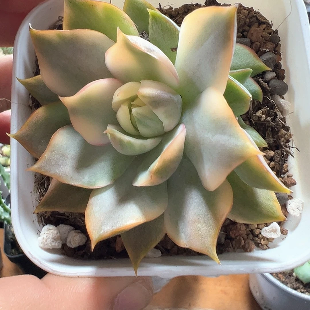 宝莲灯锦 小方花圃一单包邮非偏远